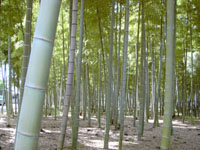 竹のフローリング